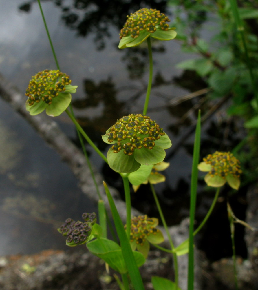 Изображение особи Bupleurum triradiatum.