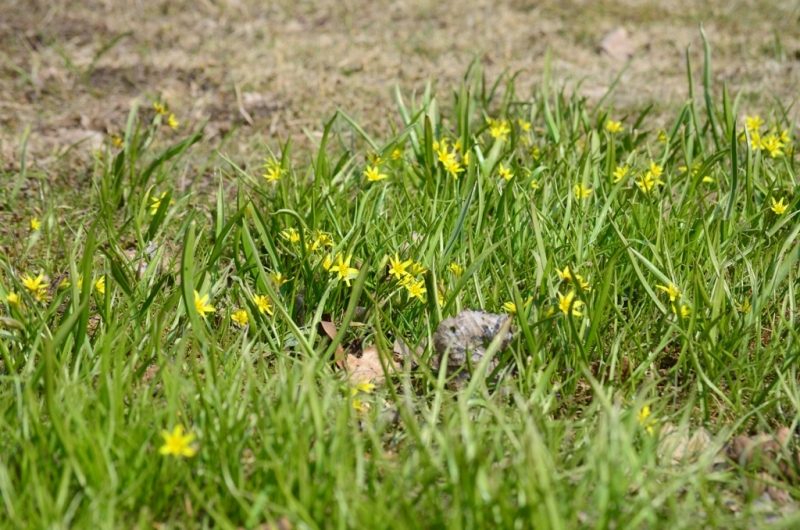 Изображение особи Gagea lutea.