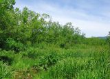 genus Rumex. Цветущее растение в пойме реки. Камчатский край, Усть-Большерецкий р-н, в 16 км на Ю-В от пос. Апачи, пойма р. Шикова, вблизи от Апачинских термальных источников. 04.07.2014.