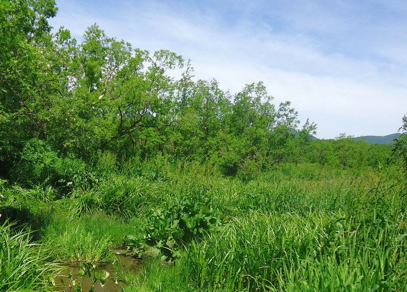 Image of genus Rumex specimen.