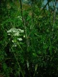 Conium maculatum. Стебель с листьями. На стебле видны характерные пятна и сизый восковой налет. Удмуртия, Завьяловский район, окрестности д. Дуброво, суходольный луг, нарушенное место. 18.07.2009.