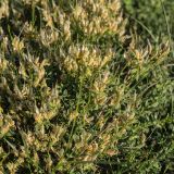 familia Fabaceae. Плодоносящие растения. Черногория, нац. парк Ловчен. 18.07.2014.