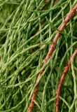 Taxodium distichum var. imbricatum