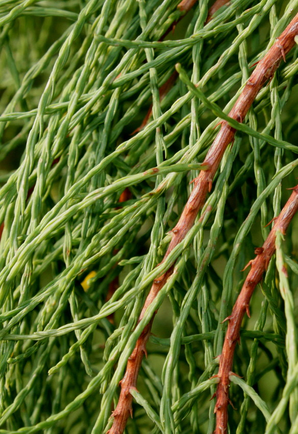 Изображение особи Taxodium distichum var. imbricatum.