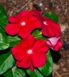 Catharanthus roseus