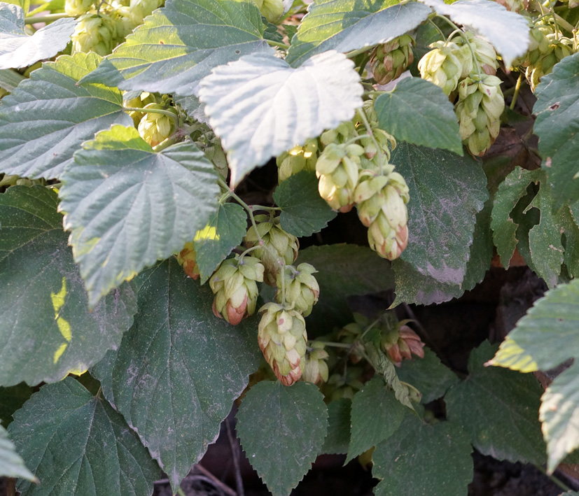 Изображение особи Humulus lupulus.