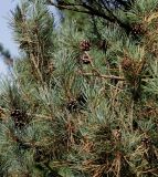 Pinus sylvestris. Часть кроны с шишками ('Fastigiata'). Германия, г. Дюссельдорф, Ботанический сад университета. 05.09.2014.