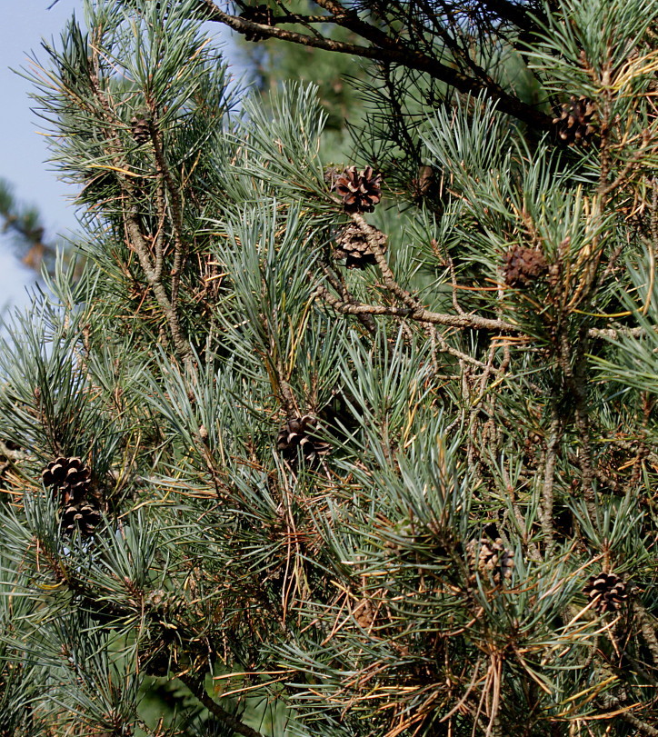 Изображение особи Pinus sylvestris.