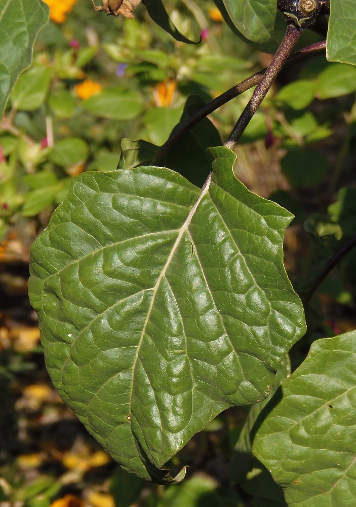 Изображение особи Datura stramonium var. inermis.