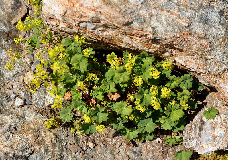 Изображение особи род Alchemilla.