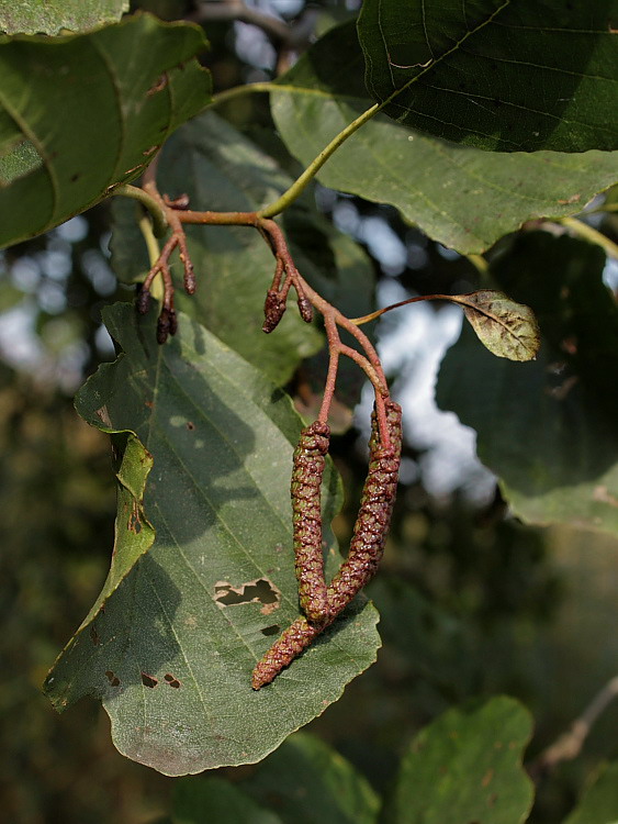 Изображение особи Alnus glutinosa.