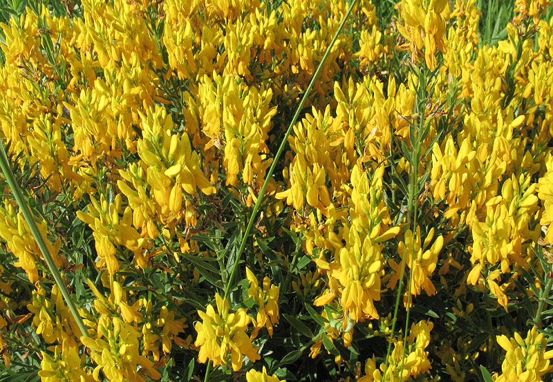 Изображение особи Genista tinctoria.