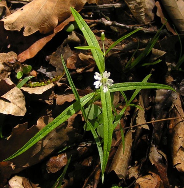 Изображение особи Pseudostellaria sylvatica.