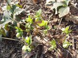 Helleborus caucasicus