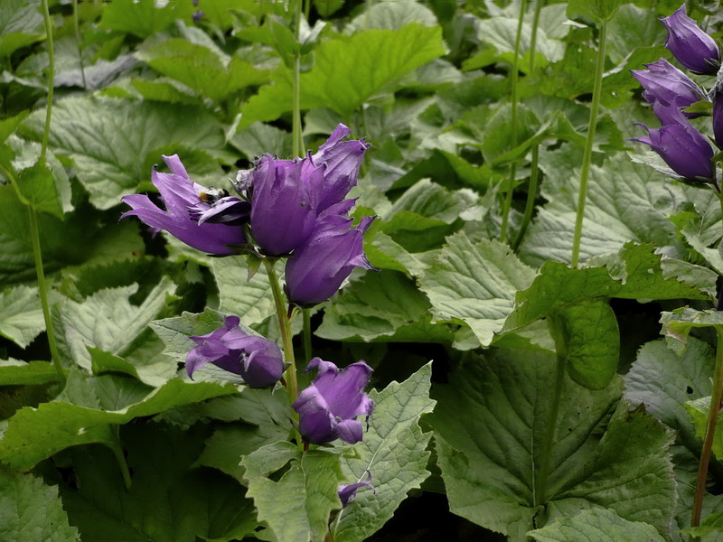 Image of Campanula latifolia specimen.