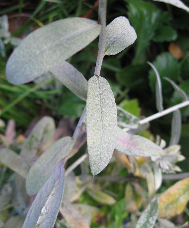 Image of Artemisia ludoviciana specimen.