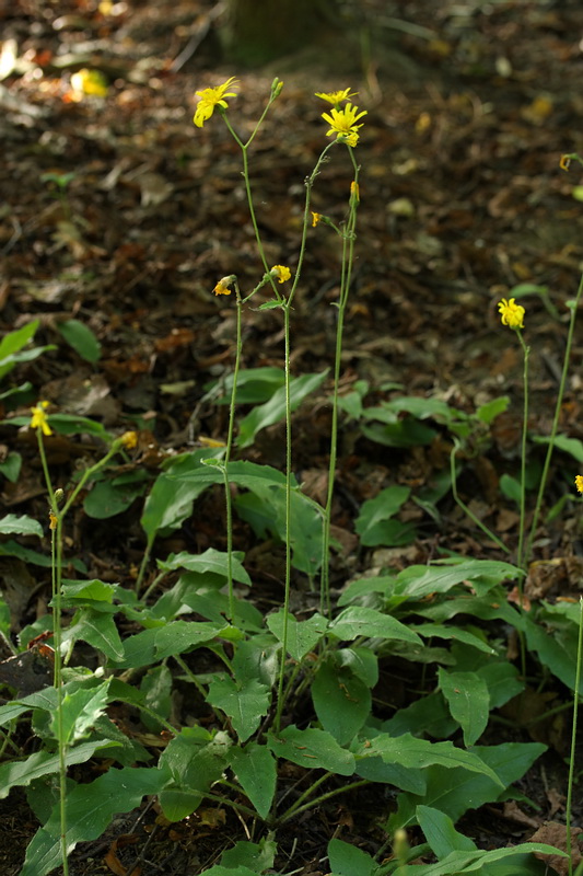 Изображение особи Hieracium sylvularum.