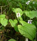 Viola epipsila