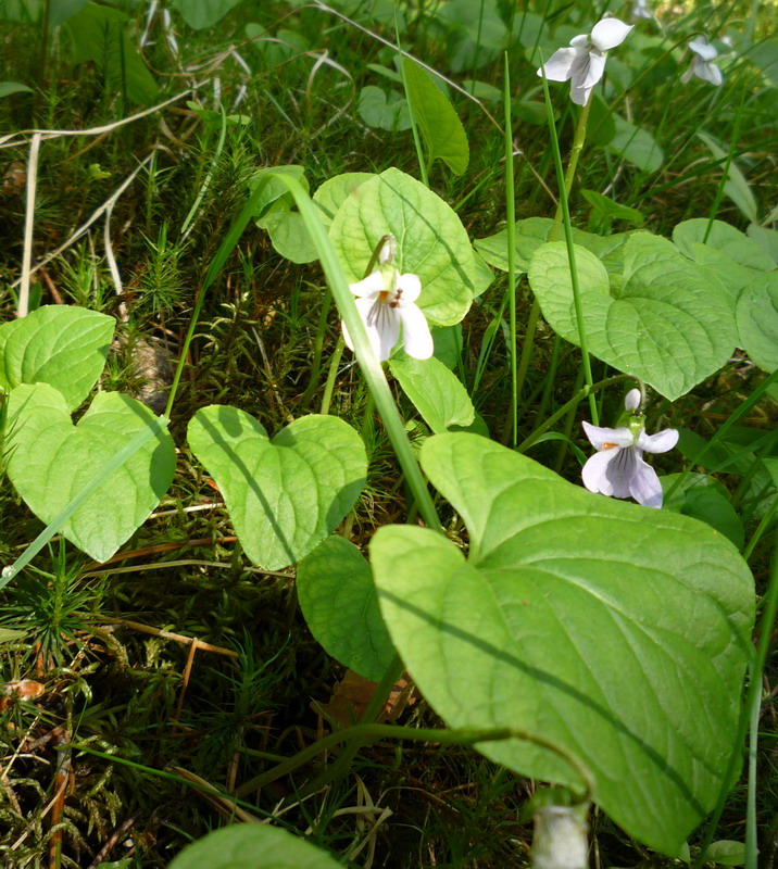 Изображение особи Viola epipsila.