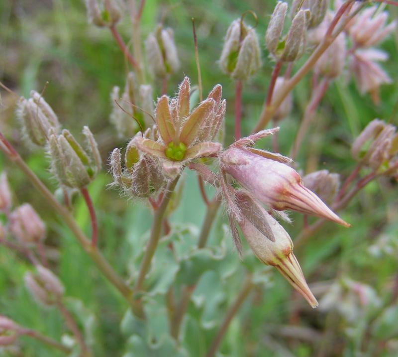 Изображение особи Rindera tetraspis.