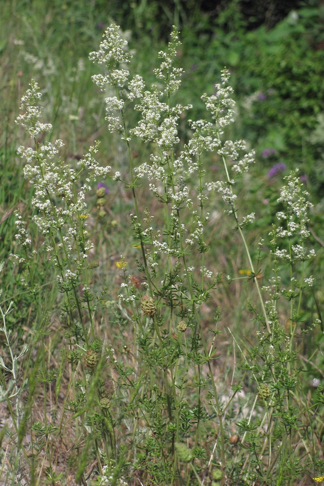 Image of Galium album specimen.