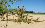 Rumex maritimus