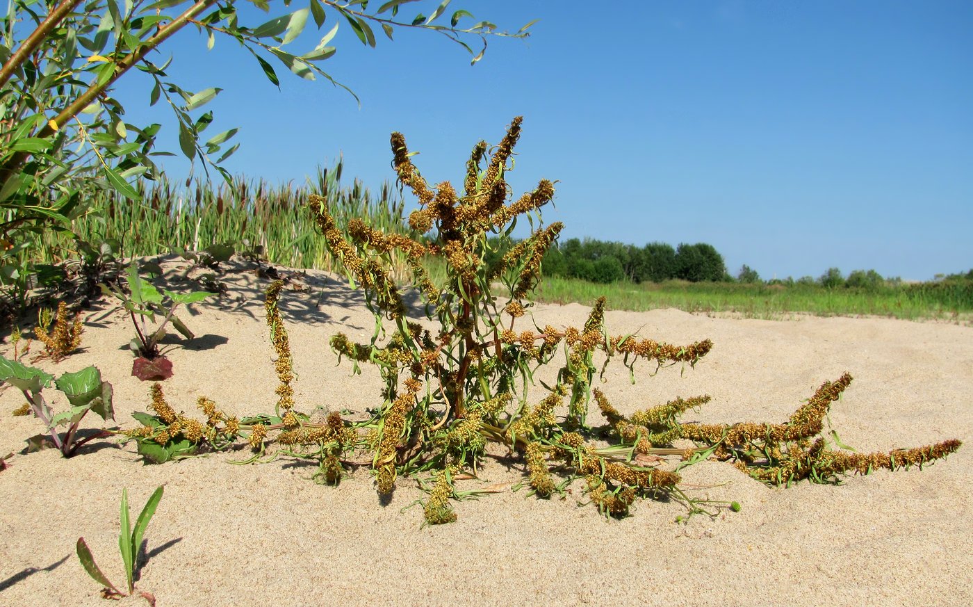 Изображение особи Rumex maritimus.