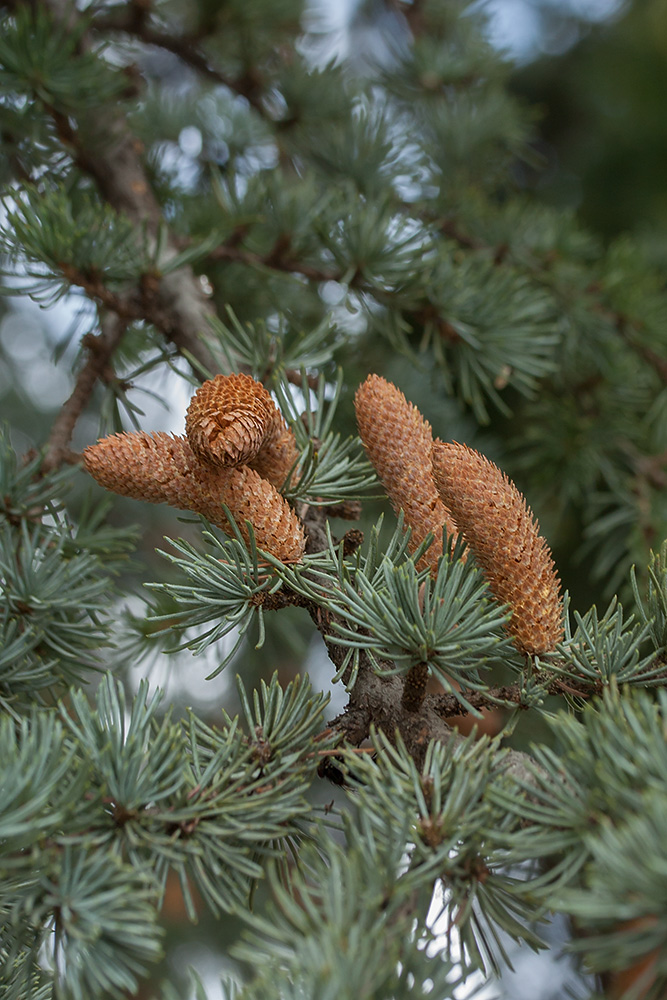 Изображение особи Cedrus atlantica.