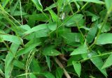 Microstegium japonicum