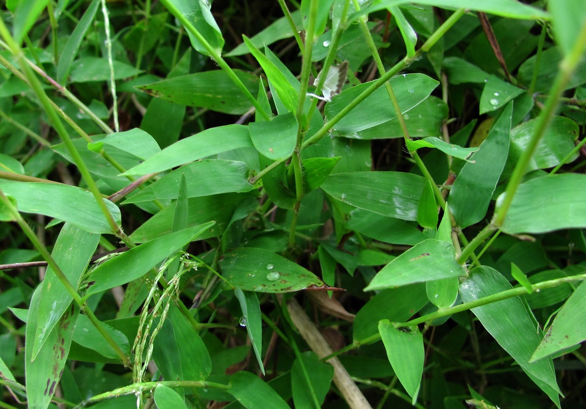 Image of Microstegium japonicum specimen.