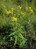 Senecio nemorensis