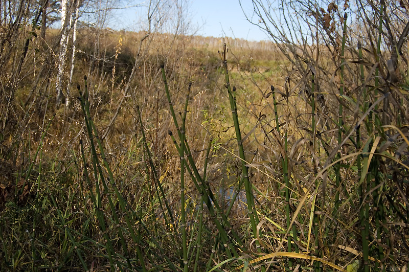 Изображение особи Equisetum hyemale.