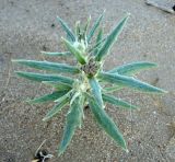 Echinops acantholepis