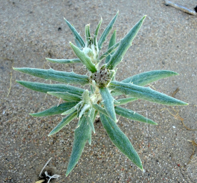 Изображение особи Echinops acantholepis.