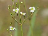 Alisma plantago-aquatica