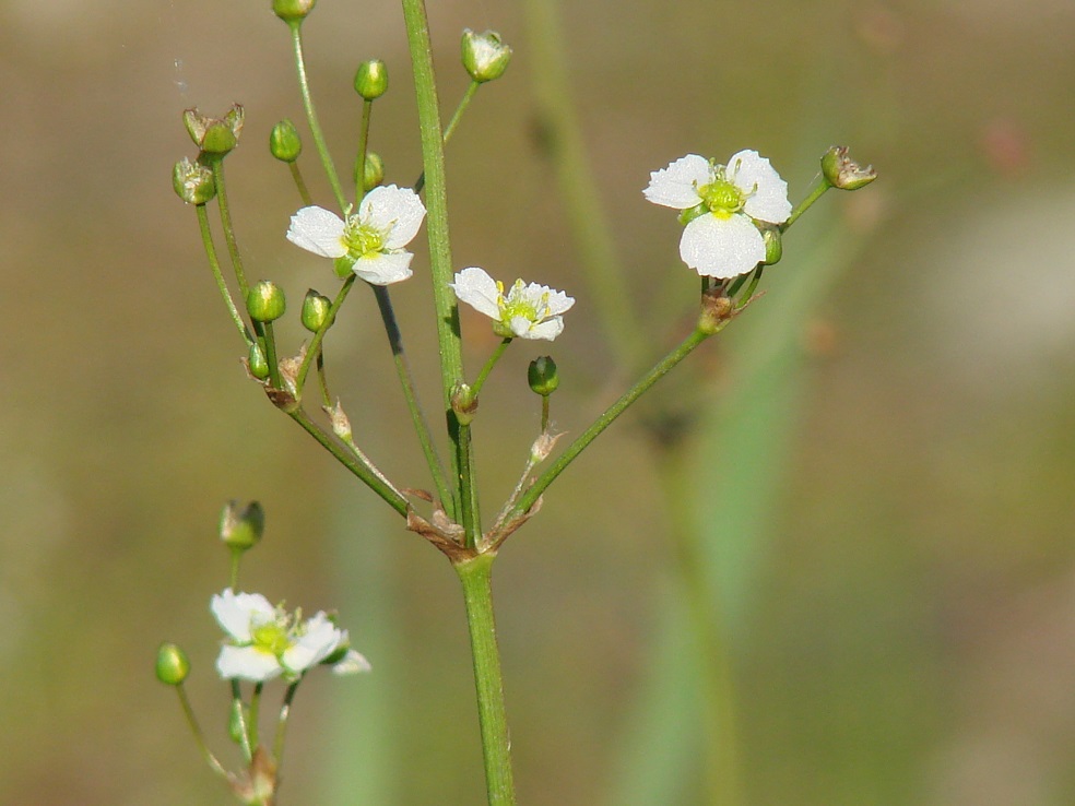 Image of Alisma plantago-aquatica specimen.