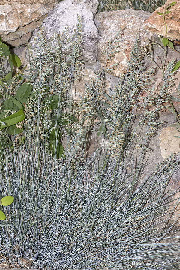 Image of Festuca cinerea specimen.