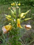 Oenothera biennis