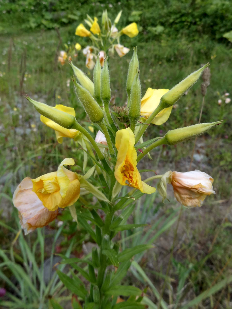 Изображение особи Oenothera biennis.