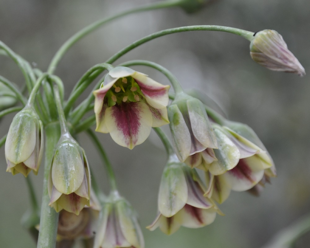 Изображение особи Nectaroscordum bulgaricum.