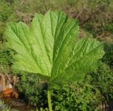Geum aleppicum. Лист в основании стебля вегетирующего растения. Восточный Казахстан, Глубоковский р-н, окр. с. Тарханка, берег речки. 13.05.2015.