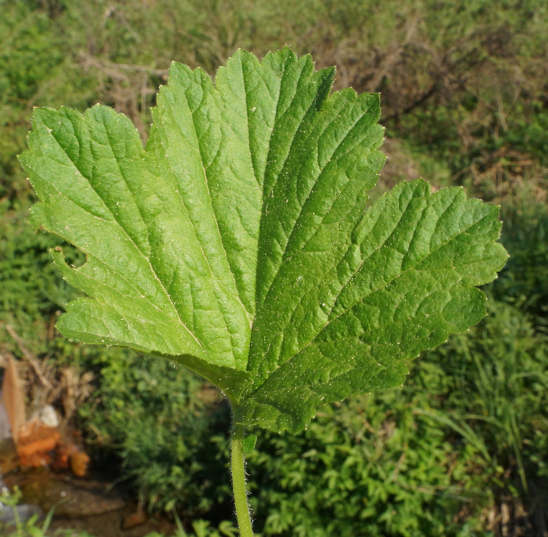 Изображение особи Geum aleppicum.