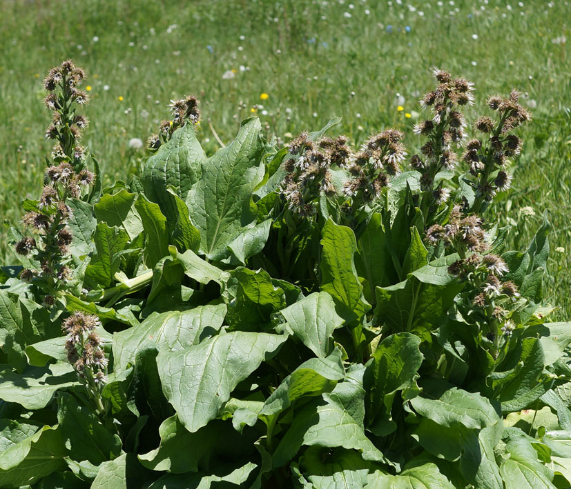 Изображение особи Solenanthus circinnatus.