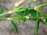 Polygonum aviculare. Часть побега с цветками. Нарынская обл., левый берег р. Нарын, окр. с. Ак-Булун, I надпойменная терраса. 05.07.2015.