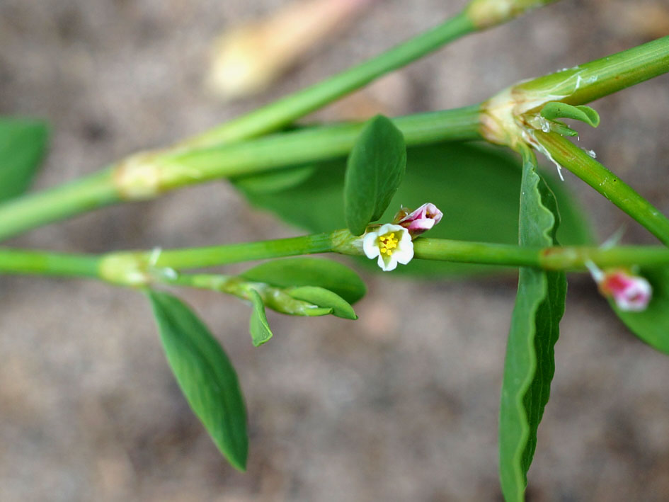 Изображение особи Polygonum aviculare.