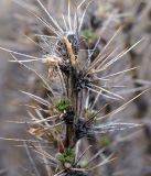 Caragana pleiophylla. Верхушка веточки с первыми листьями. Кыргызстан, Нарынская обл., левый берег р. Нарын, окр. с. Кенеш. 18.04.2015.