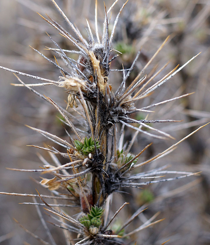 Image of Caragana pleiophylla specimen.