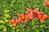 Lilium pensylvanicum