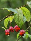 Euonymus verrucosus. Часть побега со зрелыми плодами. Калужская обл., окр. ст. Думиничи, просека в смешанном лесу. 25.08.2009.