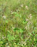 Thalictrum sparsiflorum